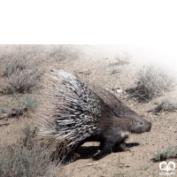 گونه تشی Indian Crested Porcupine